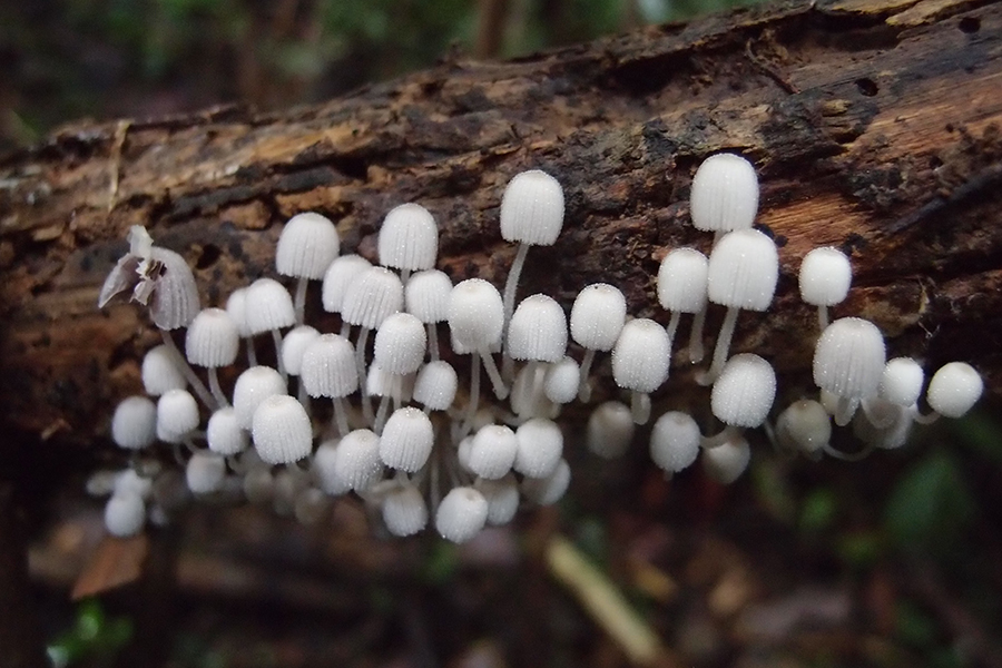 弄岗保护区:神奇自然 来自弄岗的真菌之美